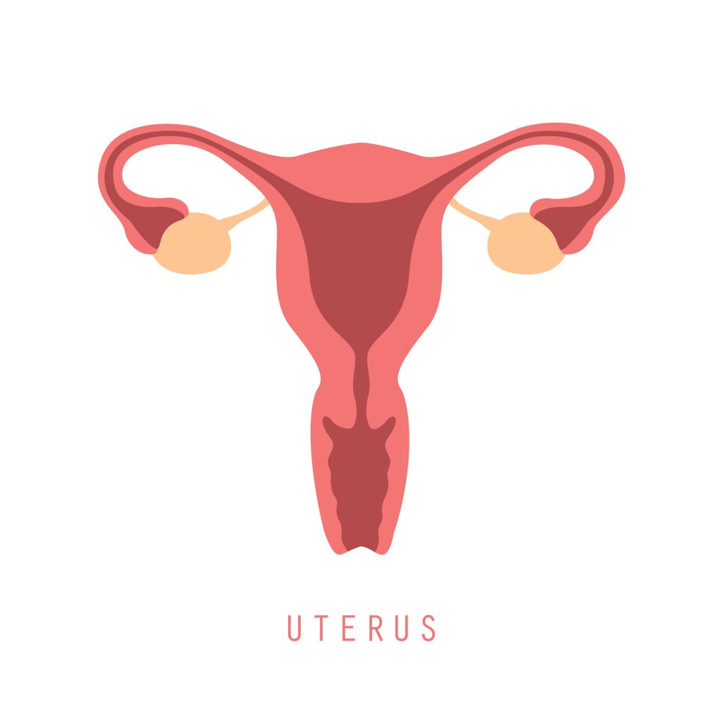 gebärmuttervorfall wann zum arzt - bildnerische abbildung eines uterus